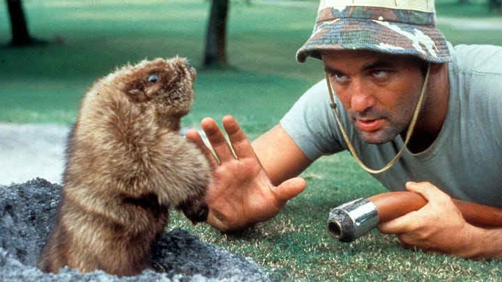 You must know your enemy, and in this case my enemy is a varmint!  📷 Caddyshack